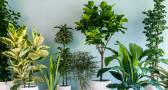 Las mejores plantas de interior para purificar el ambiente según la ciencia