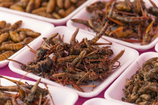Insectos para el aperitivo: la nueva tendencia en Europa