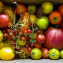 Los tomates deben guardarse en el refrigerador: ¿mito o realidad?