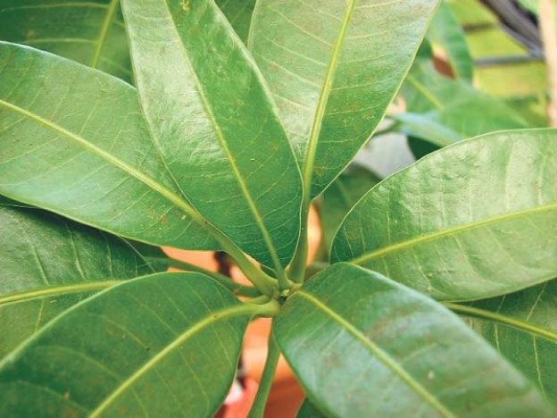 Beneficios de las hojas de mango
