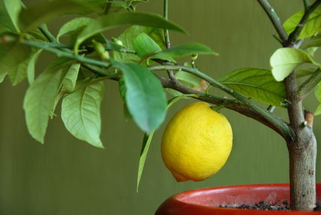 Descubre los sorprendentes usos del limón