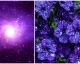 Petunias cielo nocturno: ¡todo el esplendor de la galaxia desde tu propio jardín!