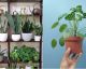 7 fascinantes razones para tener plantas en tu hogar y oficina