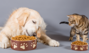 20 Alimentos súper prohibidos para tus mascotas