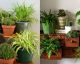 Las mejores plantas de interior para purificar el ambiente según la ciencia
