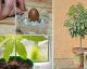 Deja de comprar aguacates y aprende a plantarlos en tu propia casa