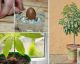 Deja de comprar aguacates y aprende a plantarlos en tu propia casa