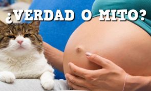 ¿Es peligroso para una embarazada estar con gatos?