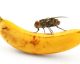 Para hacer esta trampa ecológica para moscas solo necesitas un plátano