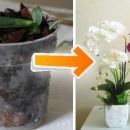 Este es el secreto para revivir una orquídea marchita