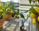 La guía paso a paso para cultivar un limonero en maceta