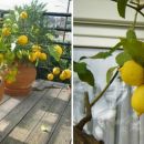 La guía paso a paso para cultivar un limonero en maceta