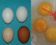 Huevo blanco o marrón. ¿Sabes cuál es mejor para ti?
