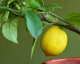 Usos inteligentes del limón que no conoces, pero deberías