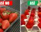 11 Trucos para conservar frescas las frutas y verduras por más tiempo
