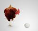 ¿Por qué comemos huevos de gallina y no de otras aves?
