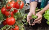 Huerto casero: estas son las 10 verduras más fáciles de sembrar