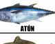 8 pescados a evitar si no quieres comer mercurio (ni otras sustancias)