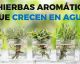 10 hierbas aromáticas que puedes cultivar en agua