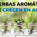 10 hierbas aromáticas que puedes cultivar en agua