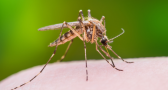 Remedios naturales para evitar y aliviar las picaduras de mosquitos