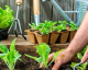 Estos son los beneficios de la jardinería sobre tu salud