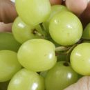 ¿Por qué los niños no deben comer uvas?