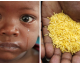 El arroz dorado cura la ceguera de millones de niños