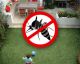 7 plantas que protegen tu hogar de los mosquitos