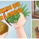 15 frutas y verduras que vuelven a crecer si las colocas en agua