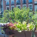 Siembra estas frutas y vegetales ¡desde la comodidad de tu hogar!