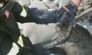 Tras 16 días atrapado en los escombros, este gato fue rescatado en Italia