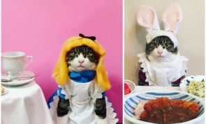 Este gato GOURMET está ARRASANDO en Instagram