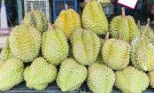 El durián: El fruto más apestoso del mundo