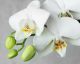 Cómo reproducir orquídeas a partir de su tallo floral
