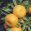 ¡Cuidado con lo que comes! Una niña murió por consumir mandarinas contaminadas