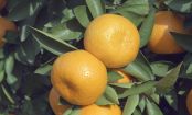 Cultiva tu árbol de mandarinas en maceta, es muy fácil