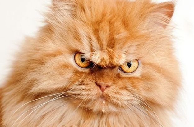 ¿Es la misofonia una condición reconocida?