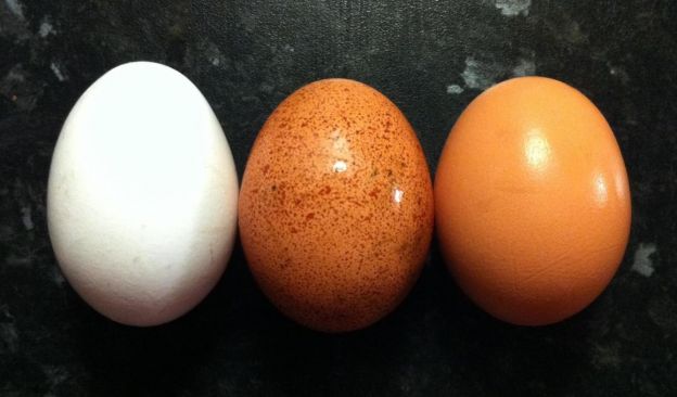 Huevos y salmonella...¿mito o realidad?