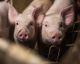 Las horribles razones para evitar al máximo comer cerdo