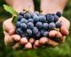 Sigue estos pasos y aprende a cultivar uvas en casa