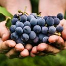 Sigue estos pasos y aprende a cultivar uvas en casa