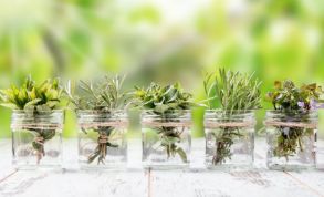 10 hierbas aromáticas que crecen en agua