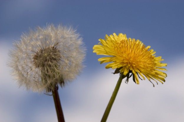 2. El diente de león