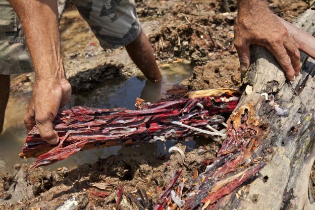 Turu  - el molusco de árbol