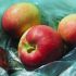 Acelerar la maduración de ciertas frutas