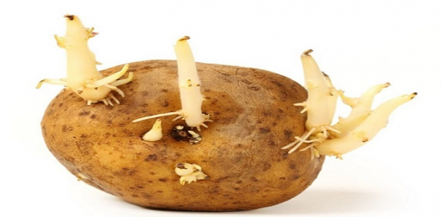 ¿QUÉ SON LOS TUBÉRCULOS?