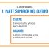 PARTE SUPERIOR DEL CUERPO