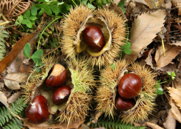 2.- PROLONGA LA SENSACIÓN DE SACIEDAD