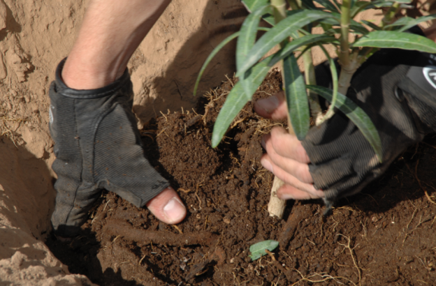 coloca las lombrices